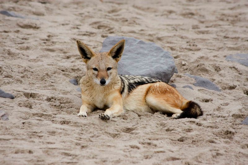Cape Cross jackal