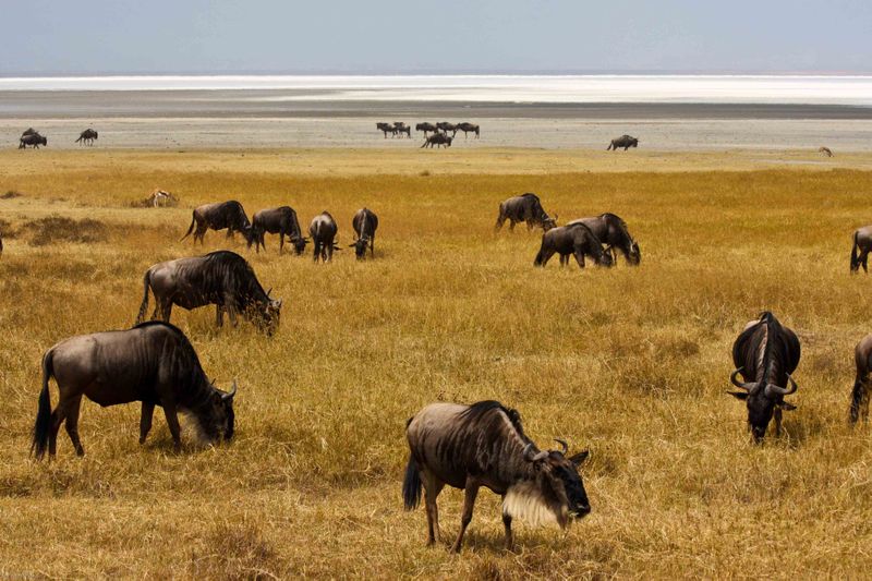 Ngorongoro Crater, Tanzania - wildebeest and salt flats