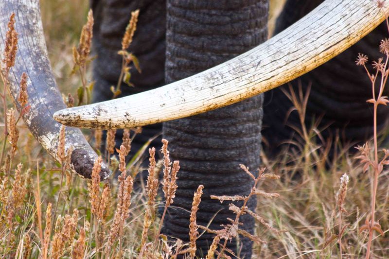 Ngorongoro Crater, Tanzania - Elephant detail