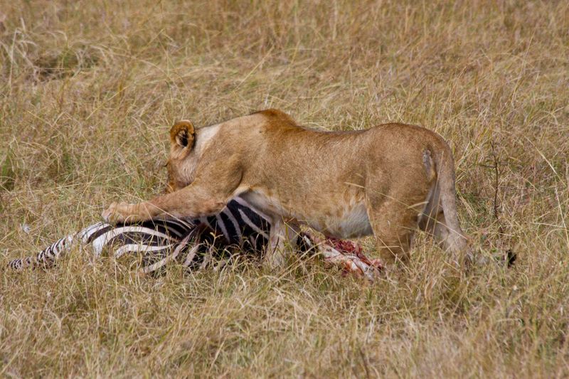 Masai Mara, Kenya - Lion with Zebra kill