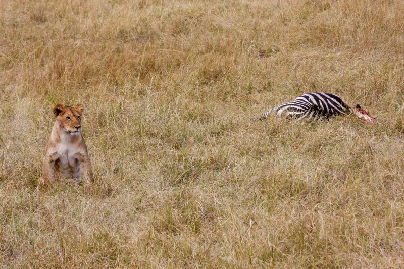 Masai Mara, Kenya - Lion standing watch