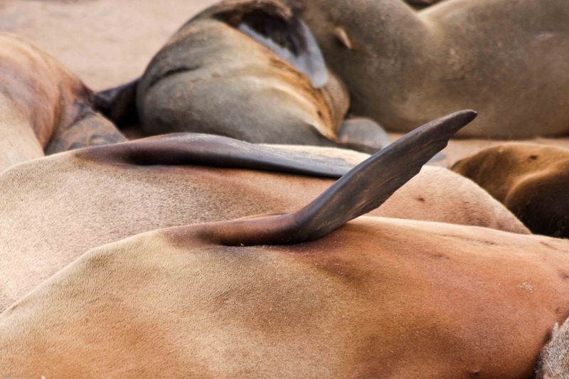 Cape Cross Brown Fur Seal detail