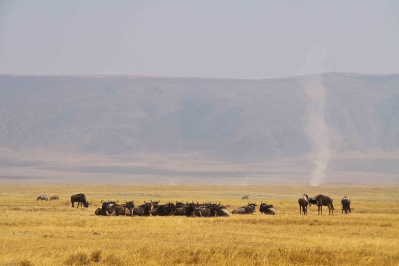 Ngorongoro, Tanzania - wildebeest