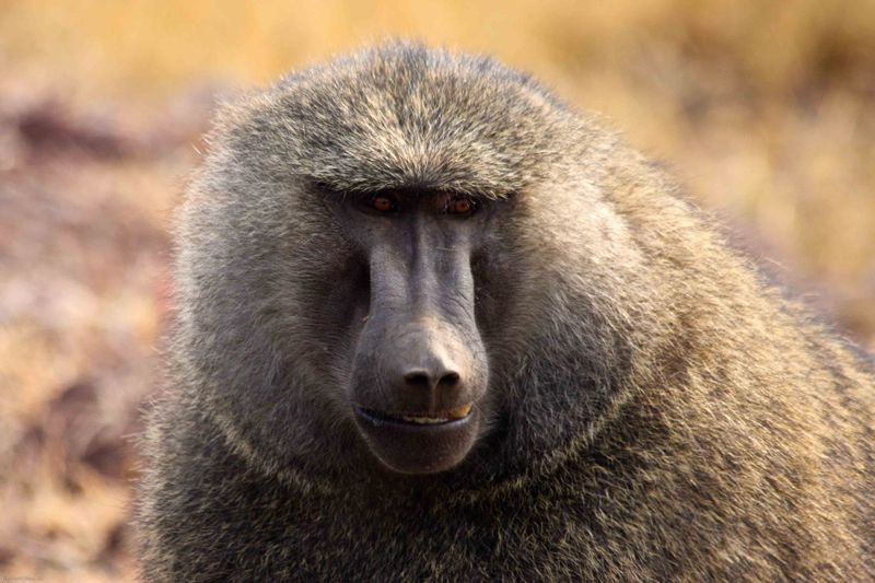 Ngorongoro Crater, Tanzania - Baboon