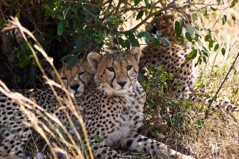 Masai Mara, Kenya - Cheetahs