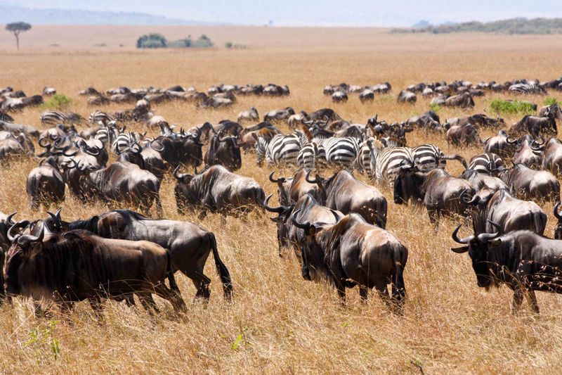 Kenya Wildebeest