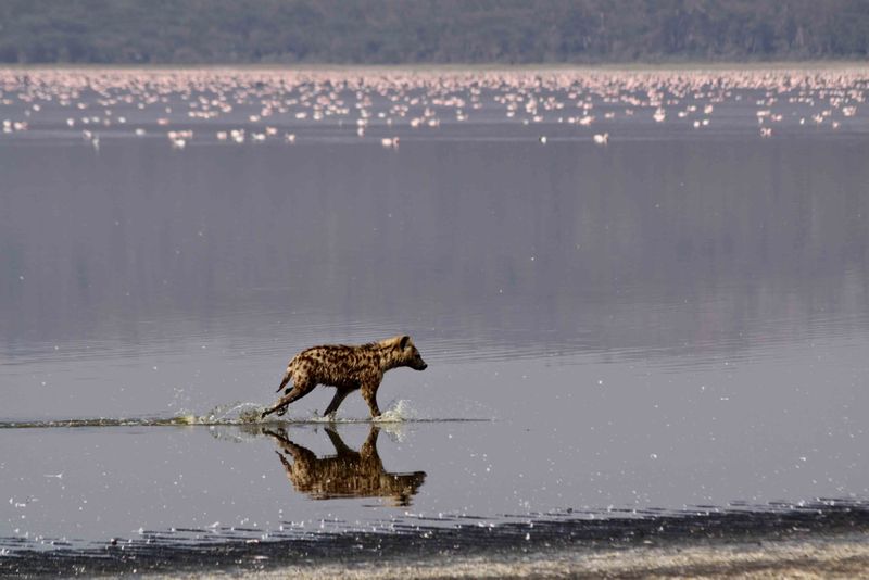 Lake Nakuru, Kenya - Hyena hunting flamingos