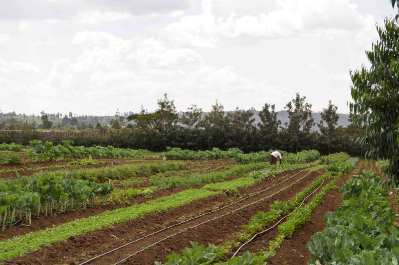 East African Mission Orphanage - Garden