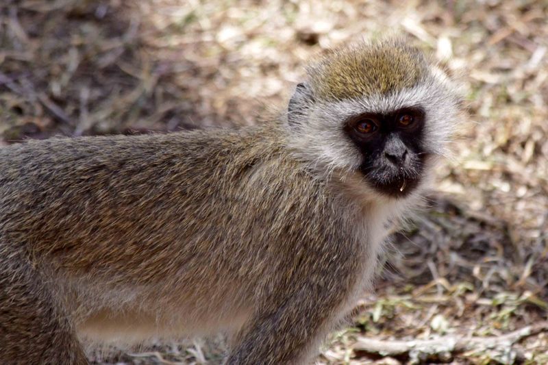 Lake Nakuru, Kenya Black Face Vervet Monkey