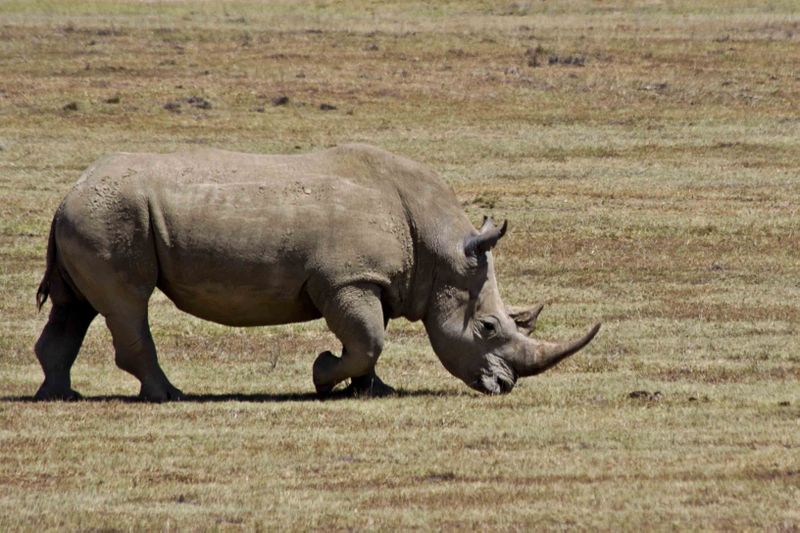 Lake Nakuru, Kenya White Rhino