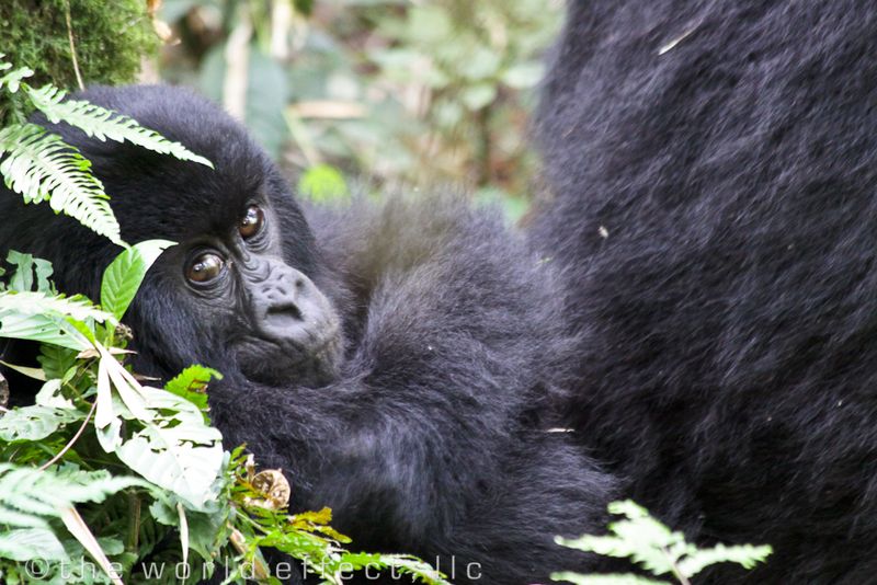 baby mountain gorilla in Volcanoes National Park, Rwanda