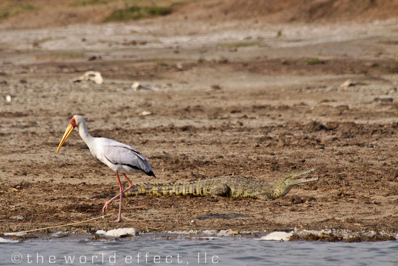 bird and crocodile, Queen Elizabeth National Park