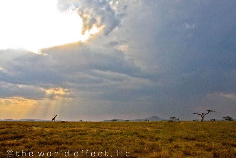 Giraffe in sun beams. Serengeti National Park, Tanzania