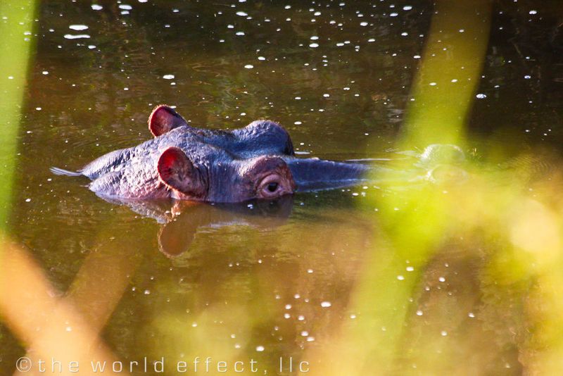 I see you! Hippo in Serengeti