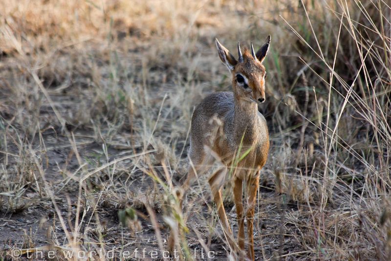 Dik Dik in Serengeti National Park, Tanzania
