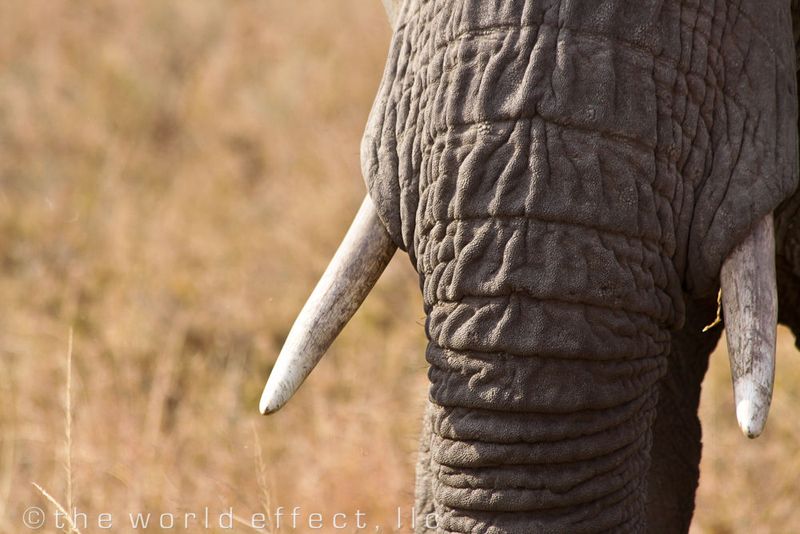 Elephant trunk and tusks. Serengeti National Park, Tanzania