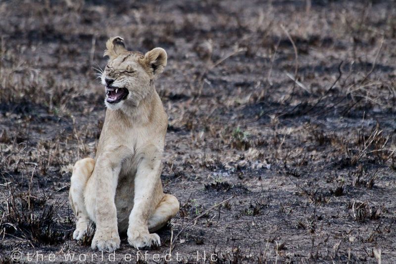 Youth lion yawn. Serengeti National Park, Tanzania