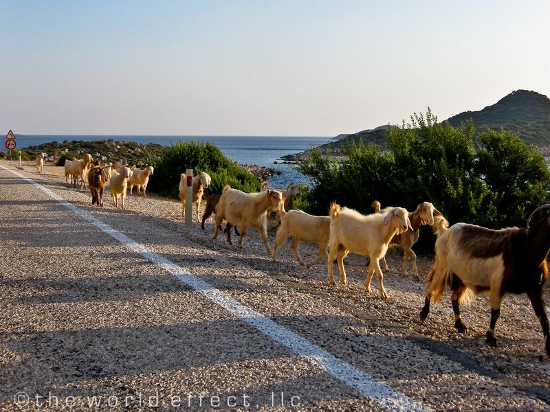 Goats on the road near Fethiye