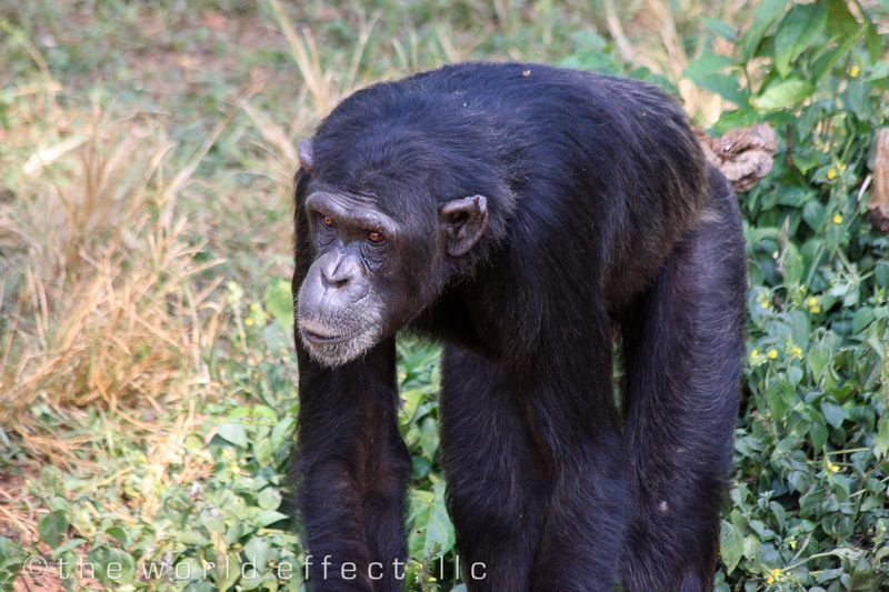 Walking Chimp