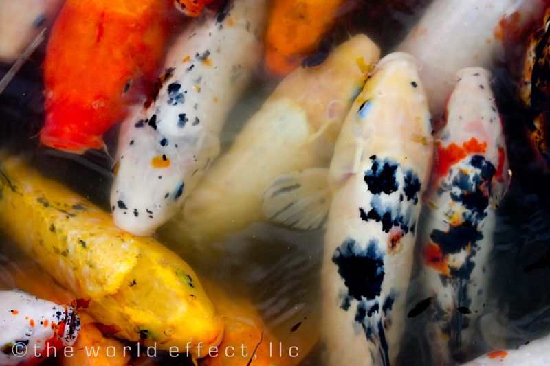 koi 1