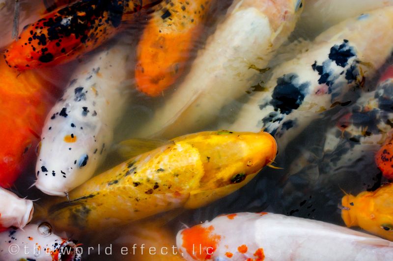 koi 2