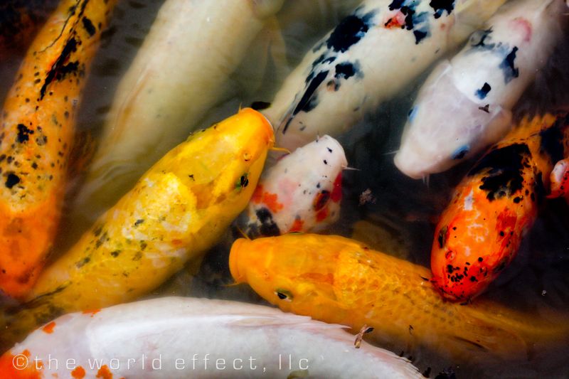 koi 3
