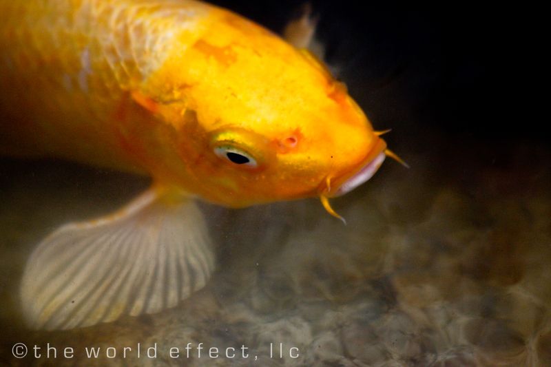 koi 4