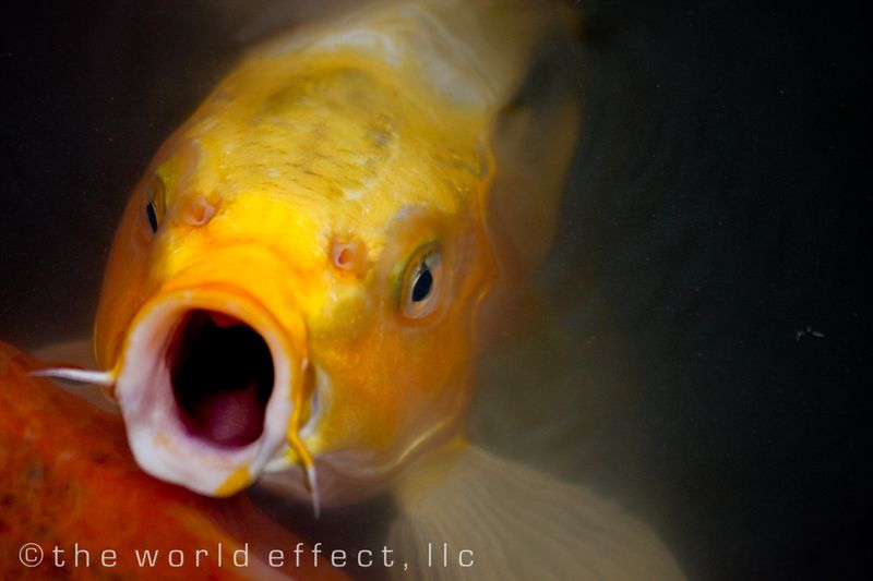 koi 6