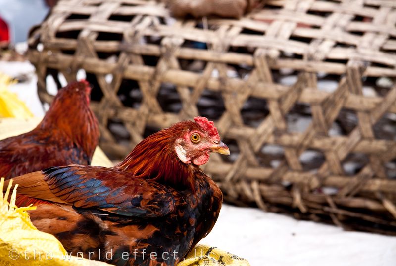 Roosters. Kathmandu, Nepal