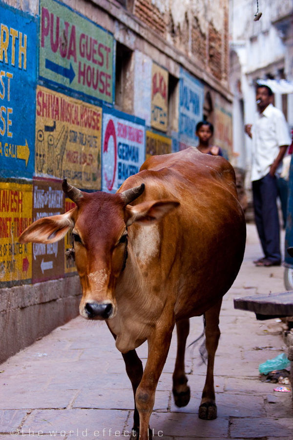 Holy Cow. Varanasi, India Holy Cow. Varanasi, India