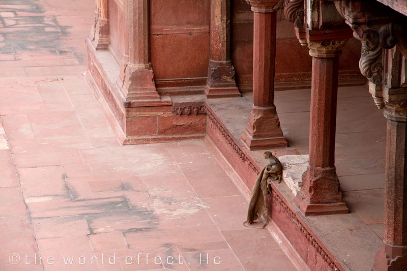 Agra Fort Monkey in center garden
