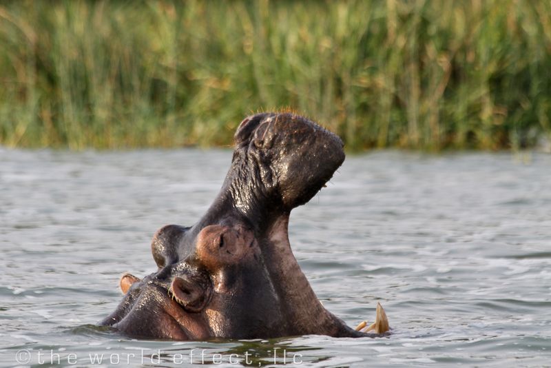 Hippo in Queen Elizabeth National Park, Uganda 