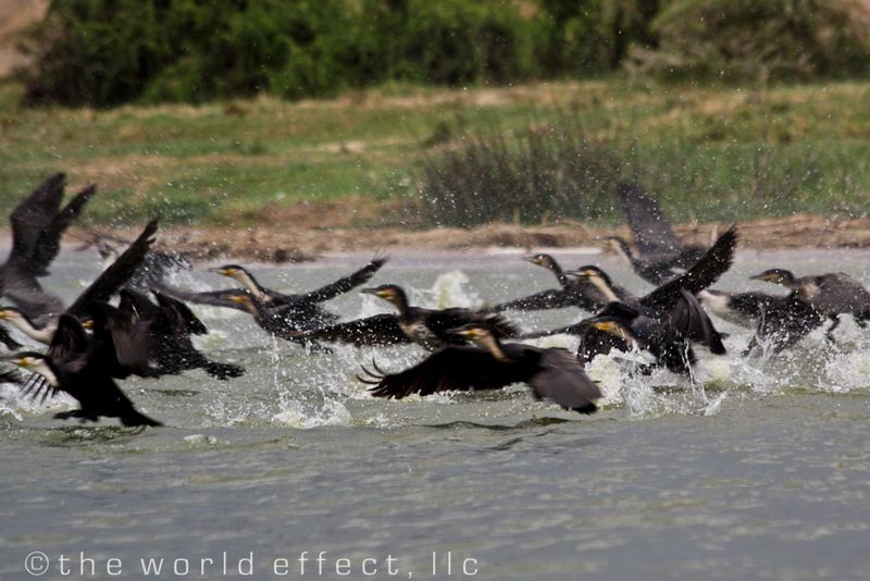 Queen Elizabeth National Park, Uganda