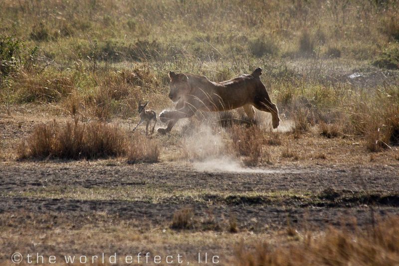 The hunter and the hunted. Serengeti National Park, Tanzania