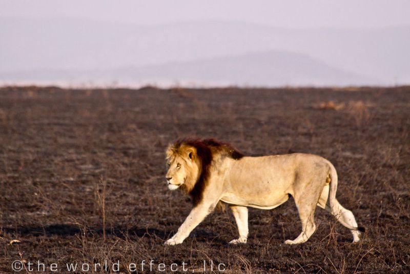 Lion in Serengeti National Park, Tanzania