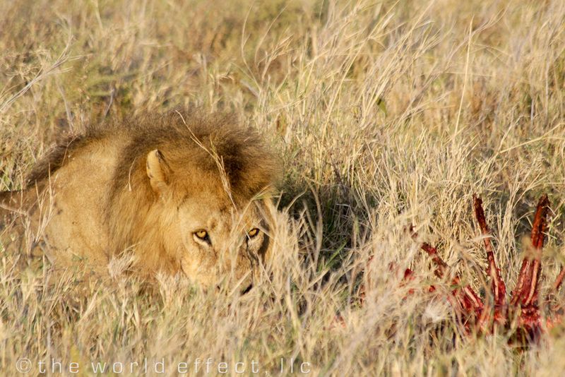 Lion eating a Zebra. Serengeti National Park, Tanzania