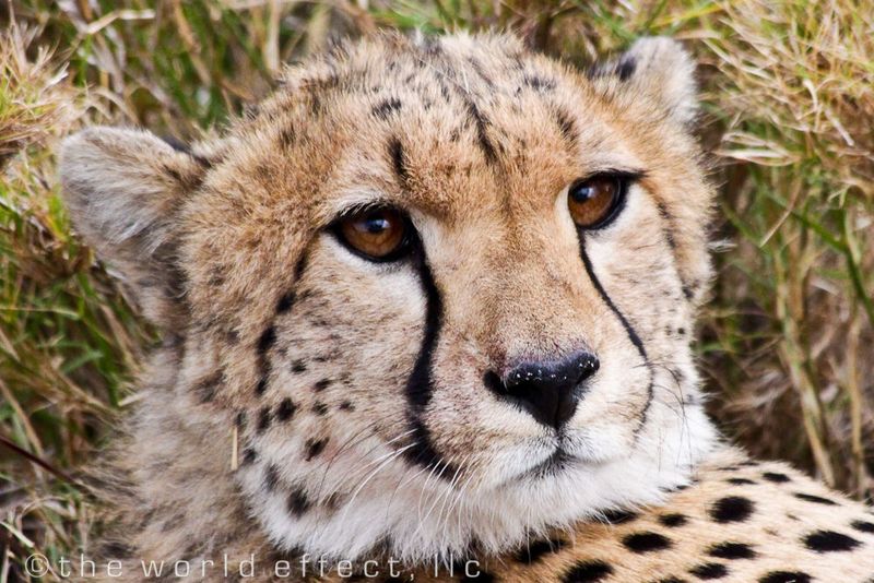 Cheetah in the Serengeti