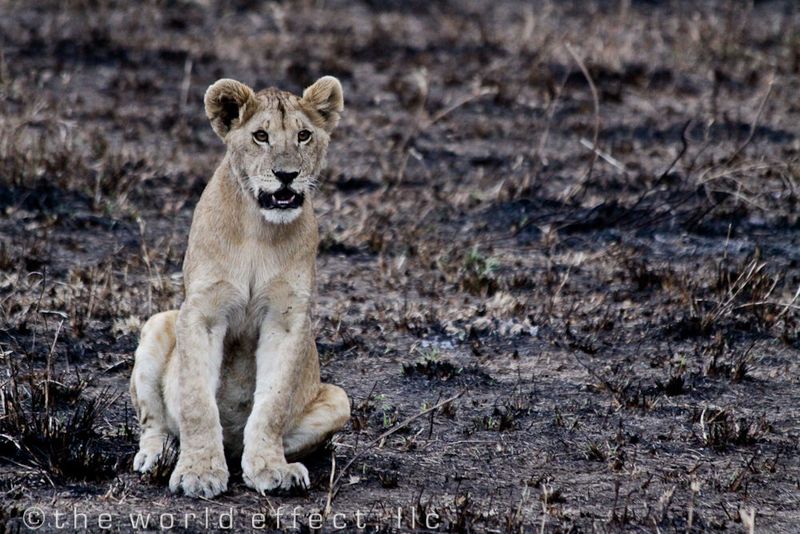 Youth Lion