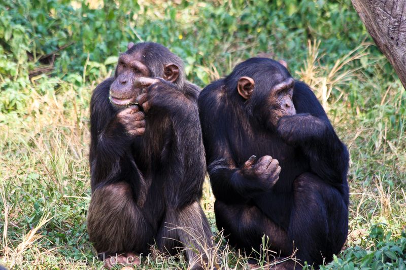 chimpanzees