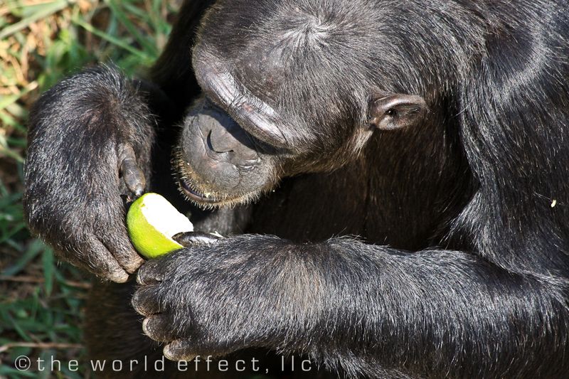 Eating and orange