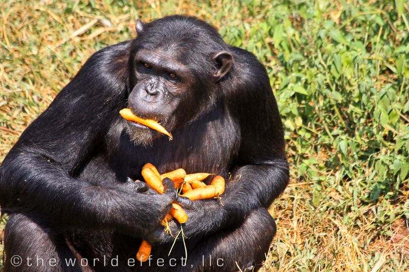 The Carrot Horder