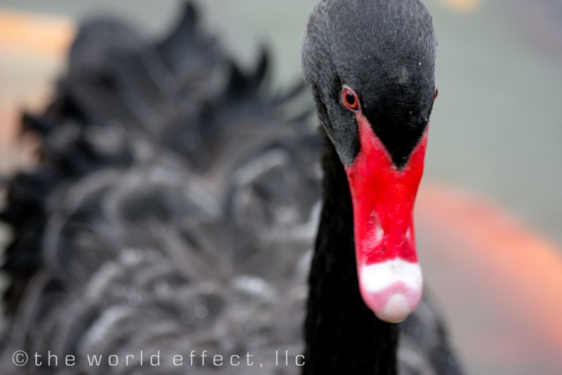 black swan