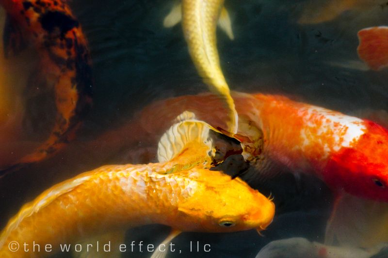 koi 5