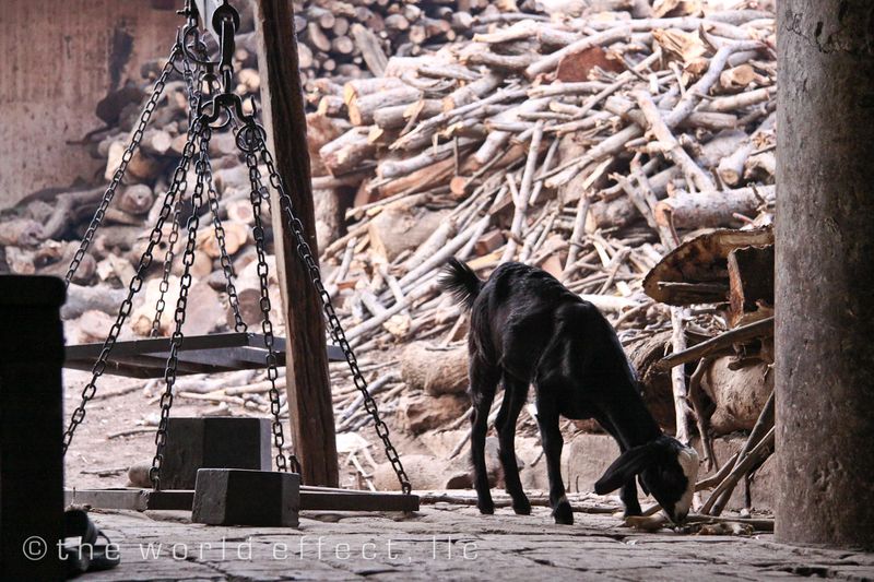 Goat. Varanasi, India