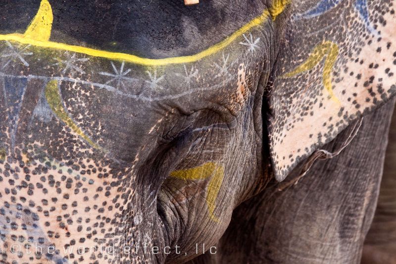 Elphant. Amber Fort. Jaipur, India